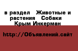  в раздел : Животные и растения » Собаки . Крым,Инкерман